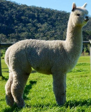 Dunalton Alpacas Pic 3