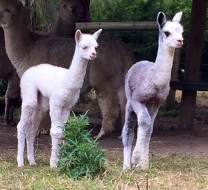 Dunalton Alpacas Pic 2