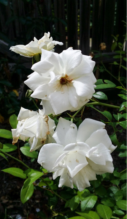 Mudgeeraba Special School Pic 1 - In the rose garden