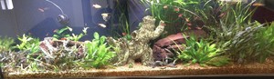 Aquarium Leasing Specialists Pic 2