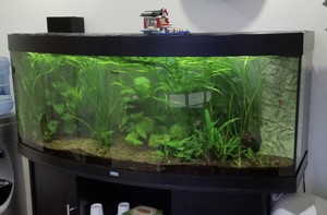 Aquarium Leasing Specialists Pic 3