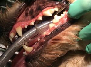 Doyalson Animal Hospital Pic 5 - Dental disease is one of the most common problems we see We have a specialised IM3 dental machine that ultrasonically scales and polishes your pets teeth