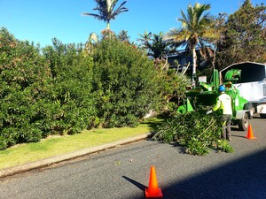 Silver Fern Tree Services Pic 5