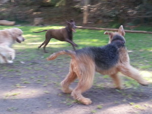 Pet Butler Dog Walking Pic 2 - Hijinks at Mosman Bay