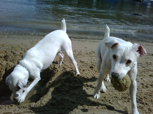 Pet Butler Dog Walking Pic 4 - Jackie Junior at Sirius Cove near Cremorne