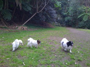 Pet Butler Dog Walking Pic 3 - Littlies too