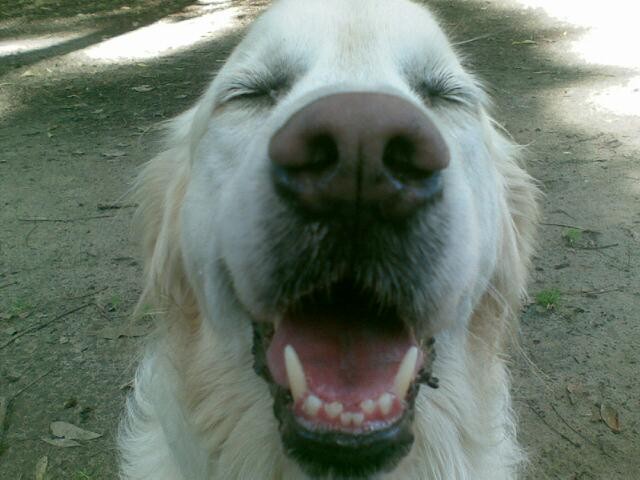 Pet Butler Dog Walking Pic 1 - Maximus Laughs