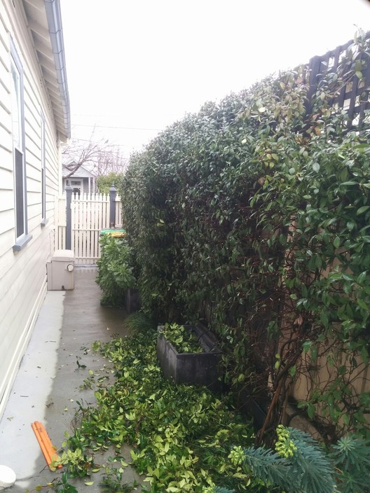 Green Thumb Horticulture Pic 1 - This clients Jasmine hedge was severely overgrown Photo taken half way through giving it a hard hedge whilst dormant in winter