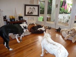 Gorgeous Pets Pic 5 - Dogs in boarding