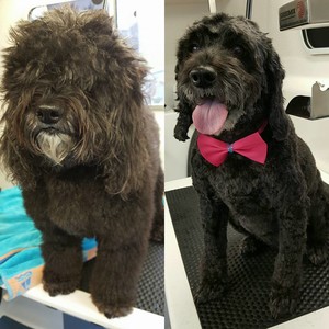 Berry Dog Grooming Pic 4