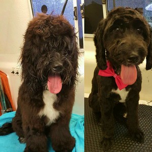 Berry Dog Grooming Pic 5