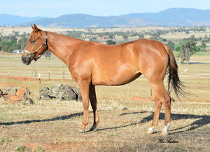 Texas Star Quarter Horses Pic 3 - 2015 Landmark Classic Sale Lot 250 Shellydean Trixie