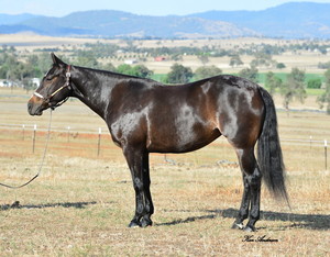 Texas Star Quarter Horses Pic 2 - 2015 Landmark Classic Sale Lot 409 RBH Reymarkable Kat