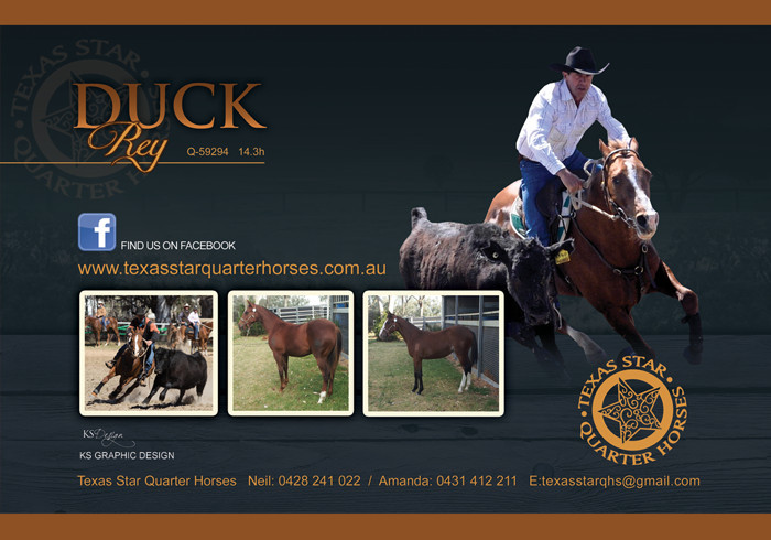 Texas Star Quarter Horses Pic 1 - Stallion At Stud Duckrey 2014 Service Fee of 165000 inc GST Plus vet costs