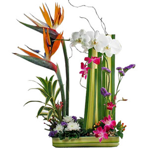 Woodford Kilcoy Florist Pic 5 - Tropical arrangement ideal for Corporate floral arrangement Long lasting and great impact