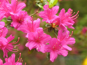 Digital Camera Workshops Pic 4 - pink flowers in the blue mountains peter toy 2008