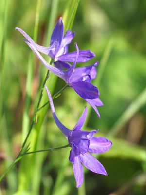 Digital Camera Workshops Pic 3 - wild flowers estonia peter toy 2005