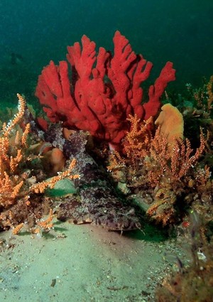 Feet First Dive Pic 4 - Soft Coral Gardens our premier dive site Fly Point