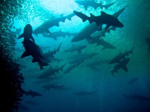 Feet First Dive Pic 3 - DOBLE Boat Dives to our very own Grey Nurse Shark Colony Broughton Island