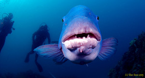 Feet First Dive Pic 2 - Blue Groupers from the shore in our Marine Sanctuary