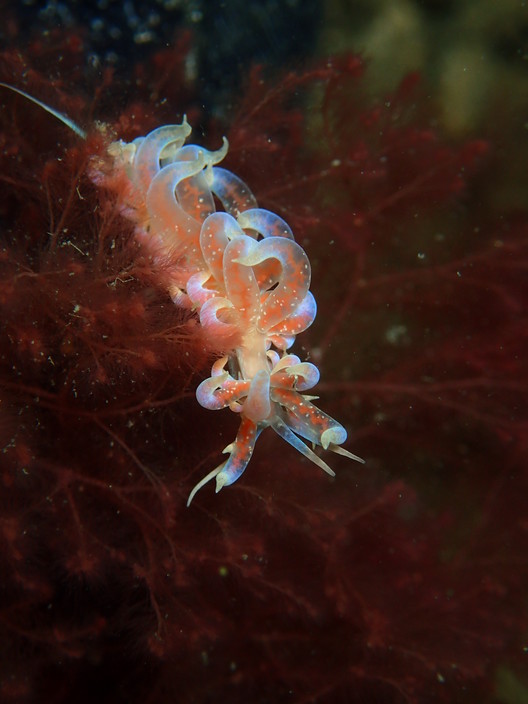 Feet First Dive Pic 1 - With over 200 species of NUDIBRANCHS you can find a Phyllodesmium poindimiei