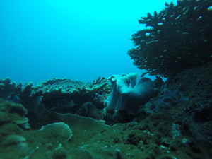 Sub Surface Scuba and Snorkelling Adventures Pic 3