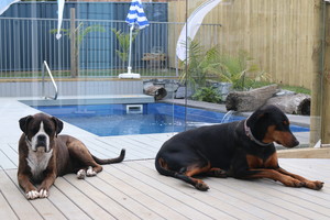 Seafarers Diamond Beach Pic 5 - Big and small dogs welcome inside and out