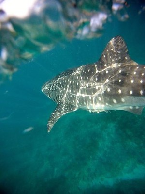 Ningaloo Reef Boat Hire Exmouth Pic 4