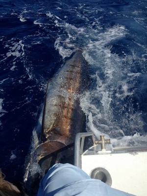 Ningaloo Reef Boat Hire Exmouth Pic 2