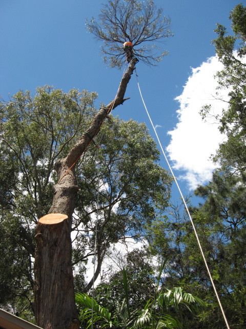 Rennie Bros Tree Surgeons Pic 1