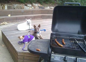 Beta Dogs Dog Training Pic 2 - DropStay with BBQ distraction