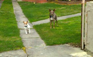 Beta Dogs Dog Training Pic 3 - Obeying boundaries at open gateway