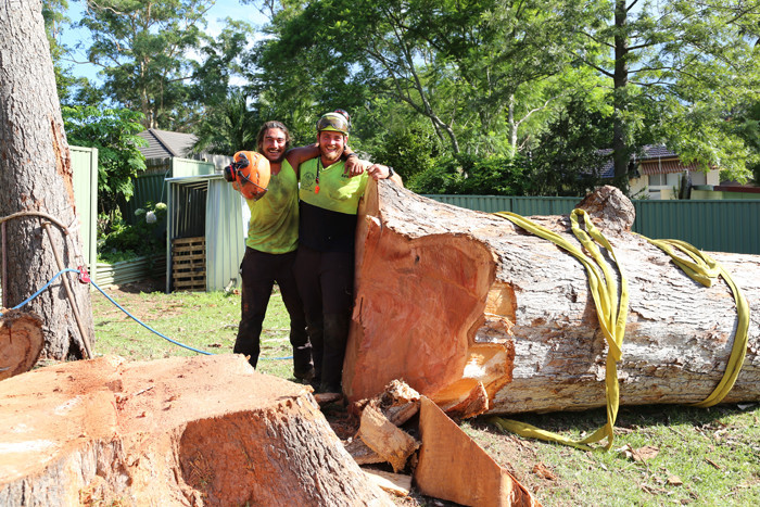 Shane's Trees Pic 1 - Huge tree removal at Heathcote Sutherland shire