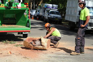 Shane's Trees Pic 3 - Wood chip and palm tree removal