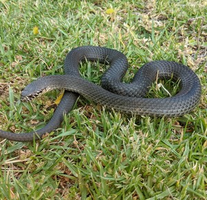 Snakes Aways Pic 4