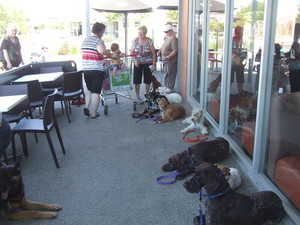 Elite Canines Pic 3 - just another day at the officedogs in drop step away with lots of distractions at a cafe in Pakenham