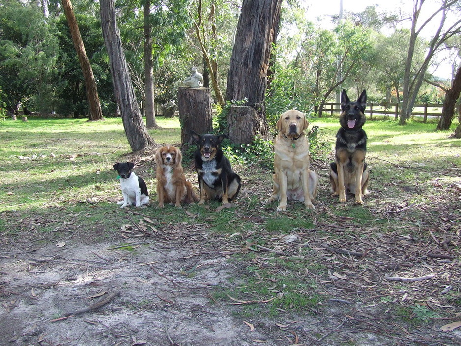 Elite Canines Pic 1 - My dogs performing a sit step away for the cameras