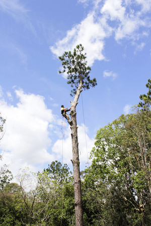 Steve Jackson Tree Service Pic 2