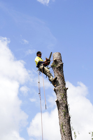 Steve Jackson Tree Service Pic 3