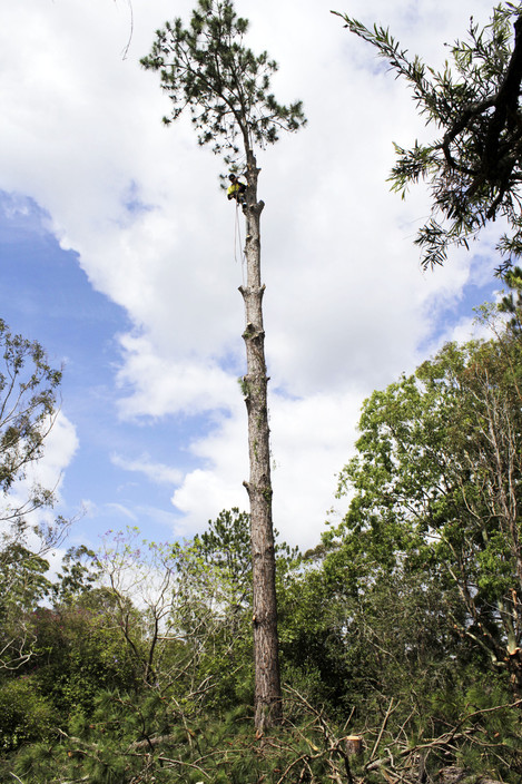 Steve Jackson Tree Service Pic 1