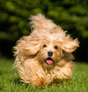 Bells By The Beach Holiday House Pic 2 - Happy dog on holiday