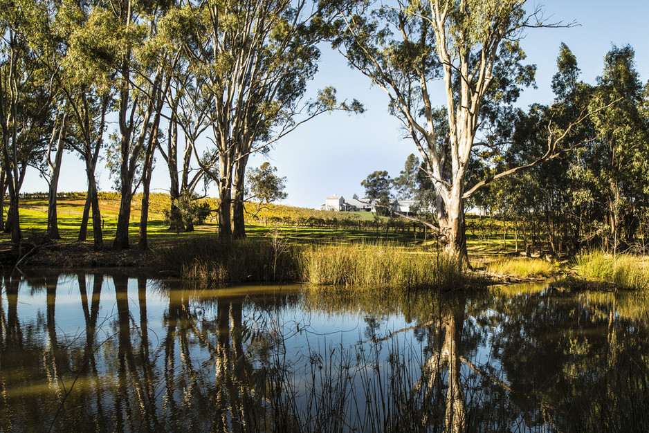 St Leonards Vineyard Pic 1