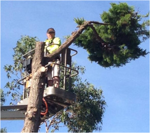 Sayvon Tree Services Pic 1