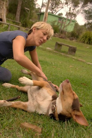 Noosa Bitches Dog Walking Pic 5 - Dusty getting a rub One of our rescue doggies we walk