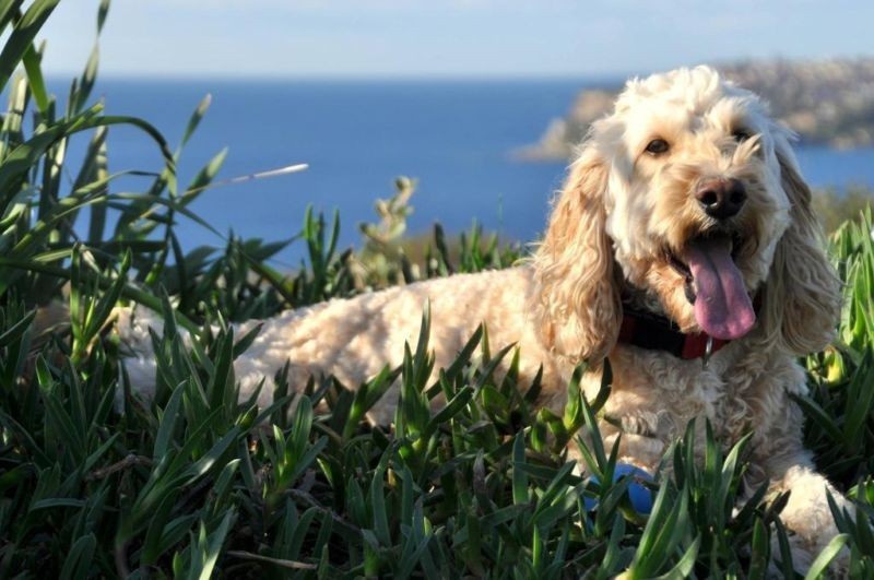 Noosa Bitches Dog Walking Pic 1 - The gorgeous ball obsessed Charlie