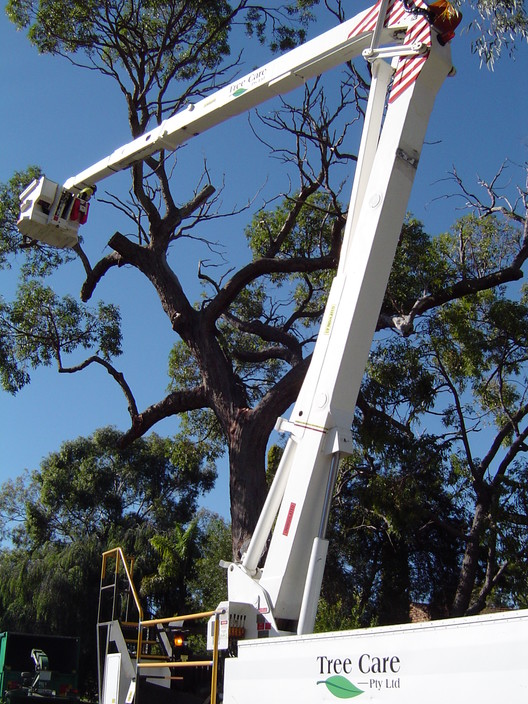 Tree Care WA Pic 1 - EWP Pruning works