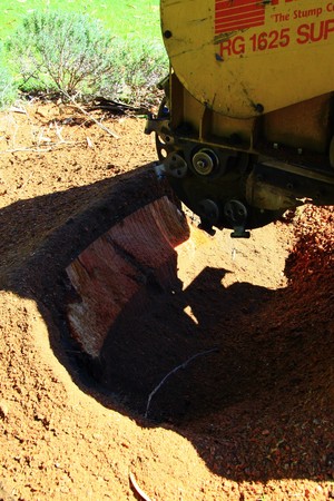 Tree Care WA Pic 5