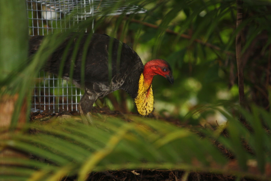 Pestecute Pest and Wild Life Management Pic 1 - Trapping and relocating turkeys and Possums Sunshine coast