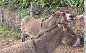 Artisan Spa Views Pic 4 - feeding donkeys spaviews