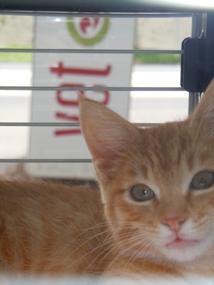 Port Phillip Animal Hospital Pic 3 - Kitten Adoption Program